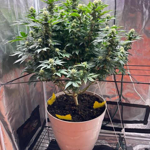 Petree growlog photo: Wow