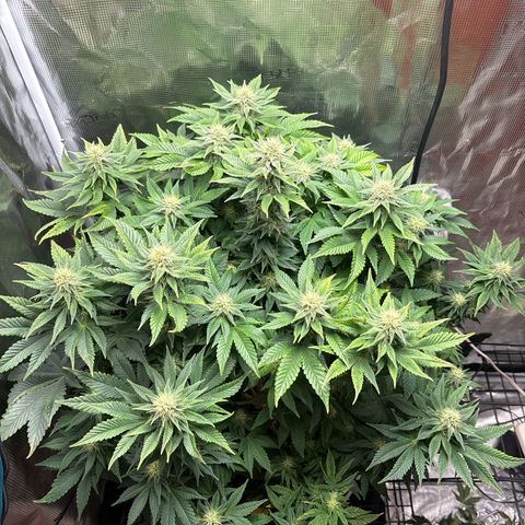 Petree growlog photo: Wow
