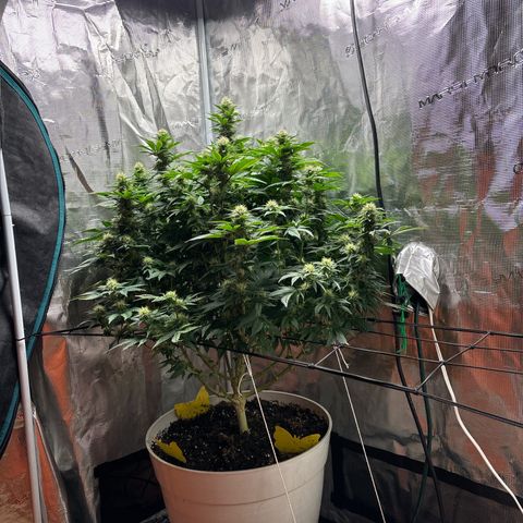 Petree growlog photo: Wow