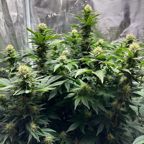 Petree growlog photo: Wow