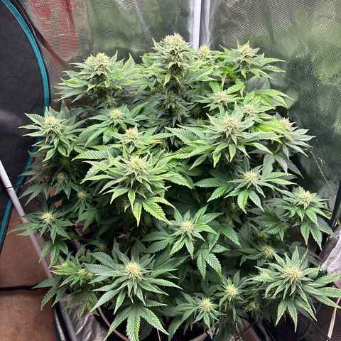 Petree growlog photo: Wow