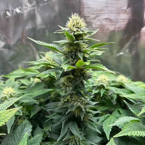 Petree growlog photo: Wow