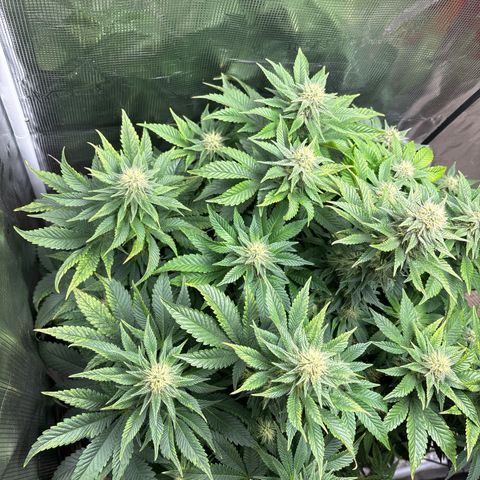 Petree growlog photo: Wow