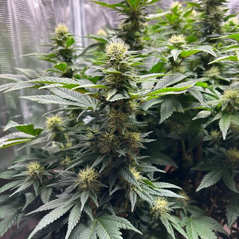 Petree growlog photo: Wow