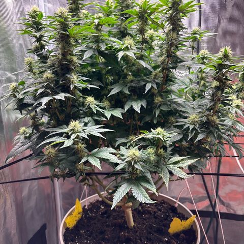 Petree growlog timeline photo