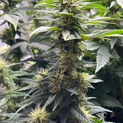 Petree growlog timeline photo