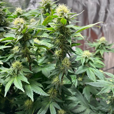 Petree growlog timeline photo