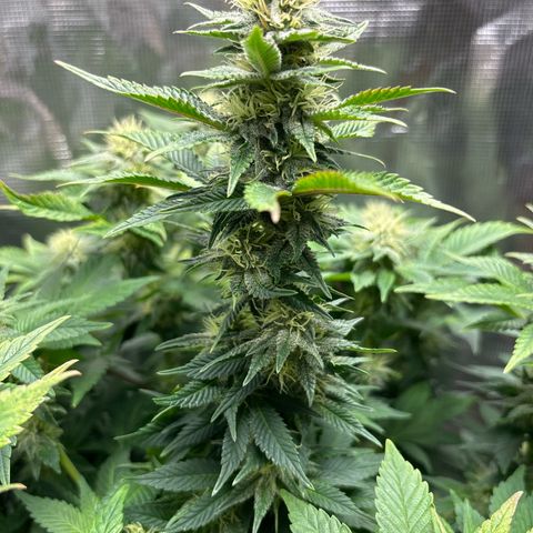 Petree growlog timeline photo