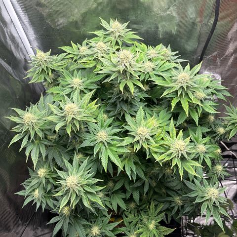 Petree growlog timeline photo