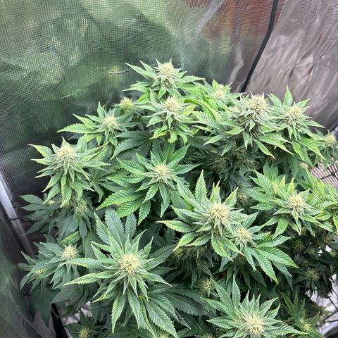 Petree growlog timeline photo