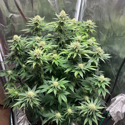 Petree growlog timeline photo