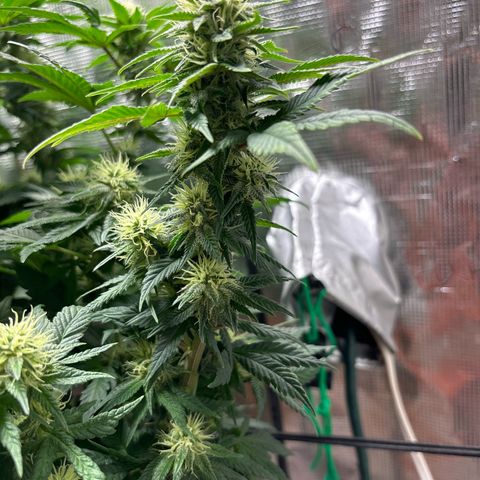 Petree growlog timeline photo
