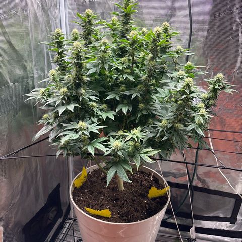 Petree growlog timeline photo