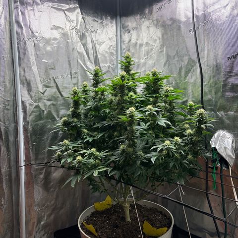 Petree growlog timeline photo