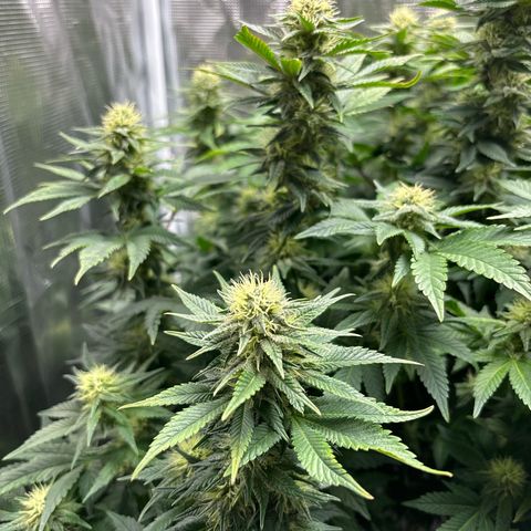 Petree growlog timeline photo
