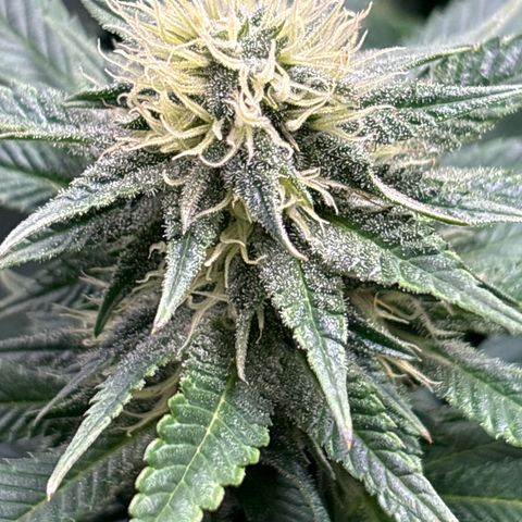 Petree growlog timeline photo