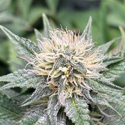 Petree growlog timeline photo