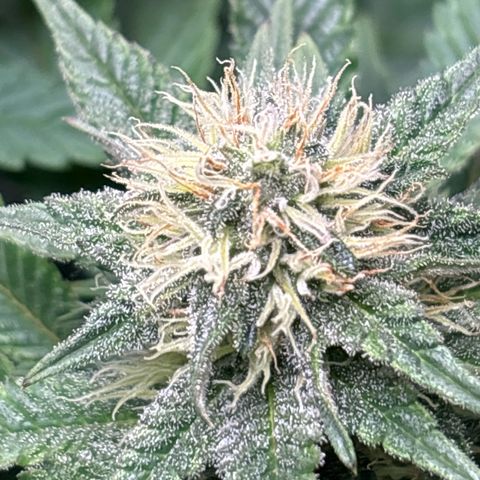 Petree growlog timeline photo