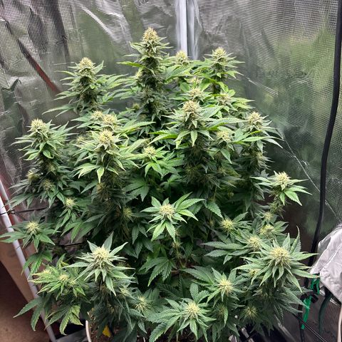 Petree growlog timeline photo