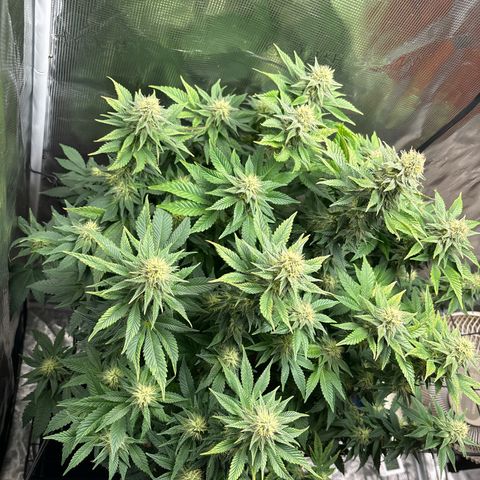 Petree growlog timeline photo