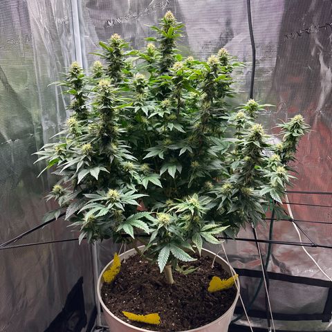 Petree growlog timeline photo