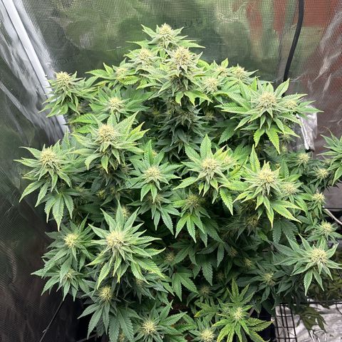 Petree growlog timeline photo