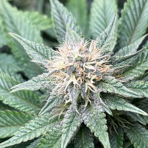 Petree growlog timeline photo