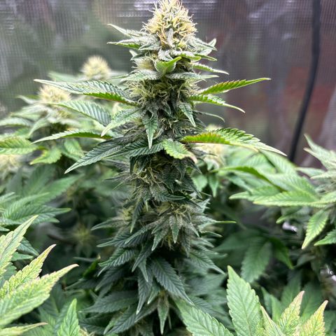 Petree growlog timeline photo