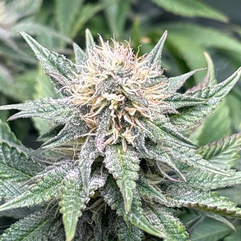 Petree growlog timeline photo