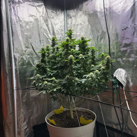 Petree growlog timeline photo