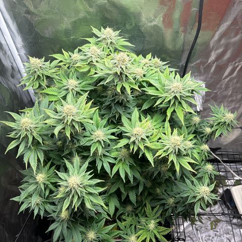 Petree growlog timeline photo
