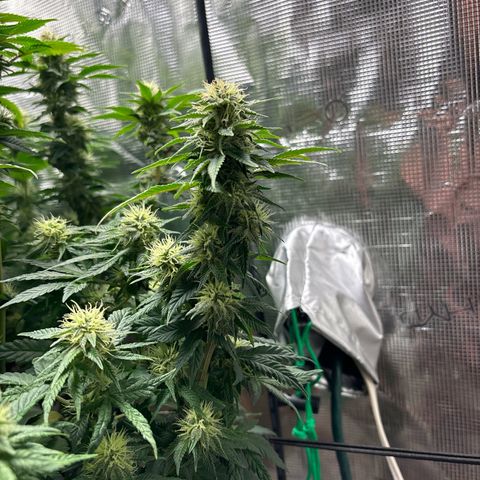 Petree growlog timeline photo