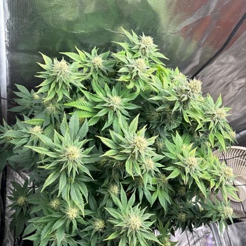 Petree growlog timeline photo