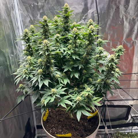 Petree growlog timeline photo