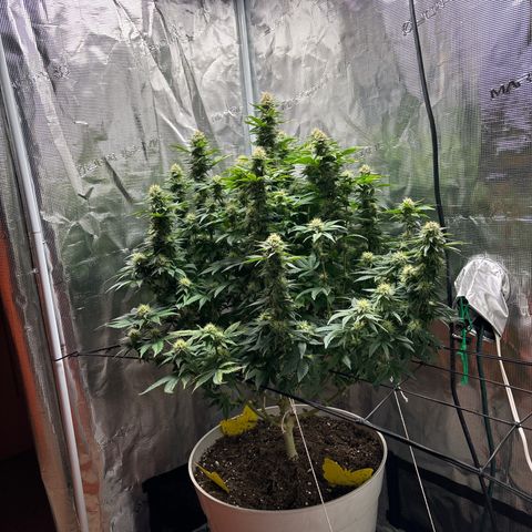 Petree growlog timeline photo