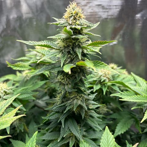 Petree growlog timeline photo