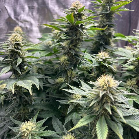Petree growlog timeline photo