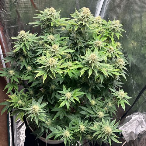 Petree growlog timeline photo