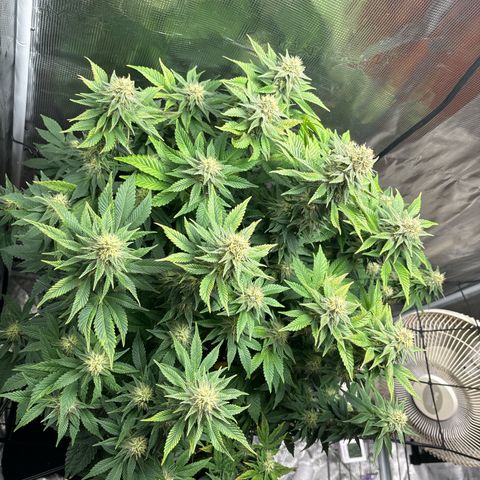 Petree growlog timeline photo