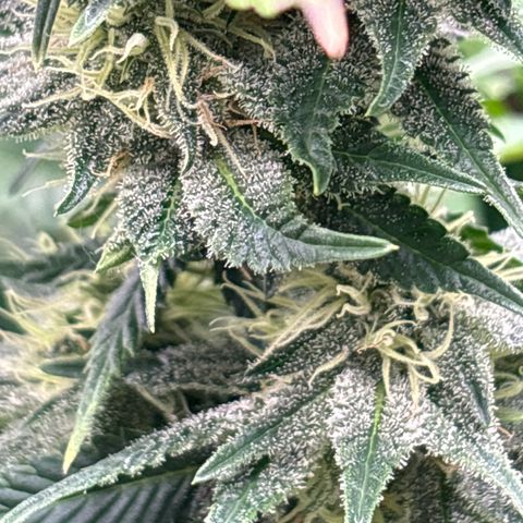 Petree growlog timeline photo