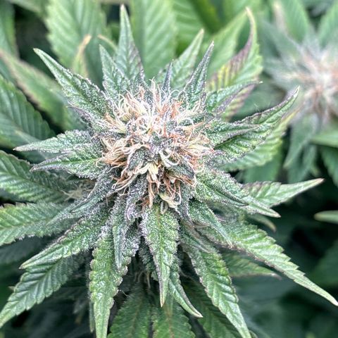 Petree growlog timeline photo