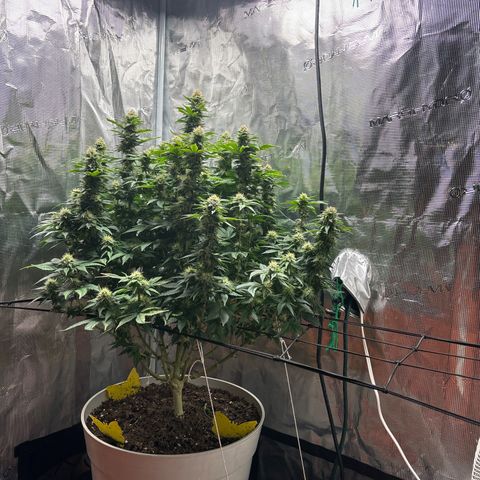 Petree growlog timeline photo