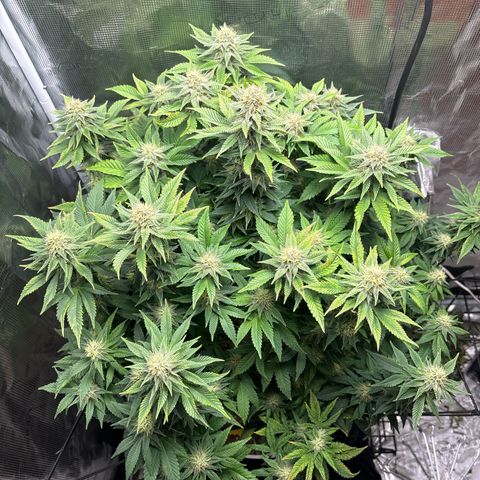 Petree growlog timeline photo