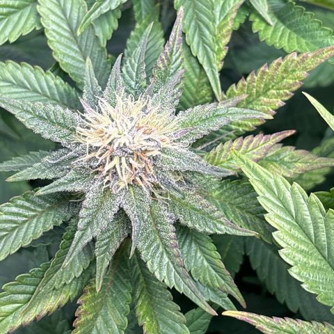 Petree growlog timeline photo
