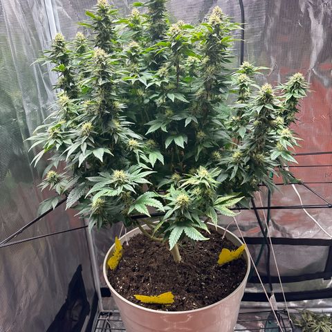 Petree growlog timeline photo