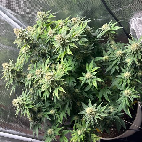 Petree growlog timeline photo