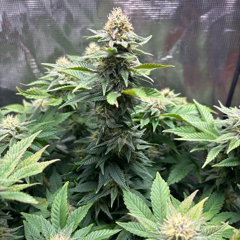 Petree growlog timeline photo