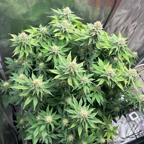 Petree growlog photo: Purples are showing 