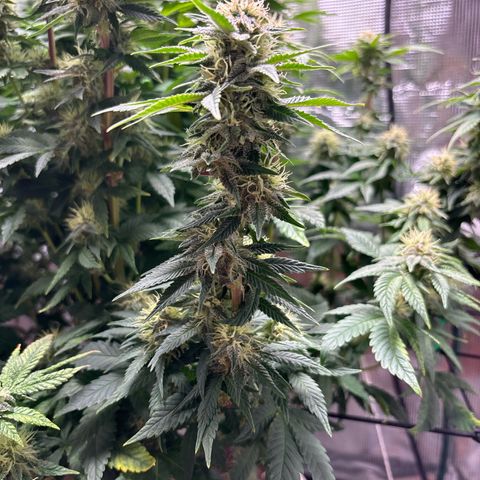 Petree growlog photo: Purples are showing 