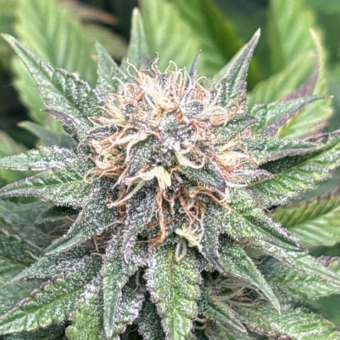 Petree growlog photo: Purples are showing 